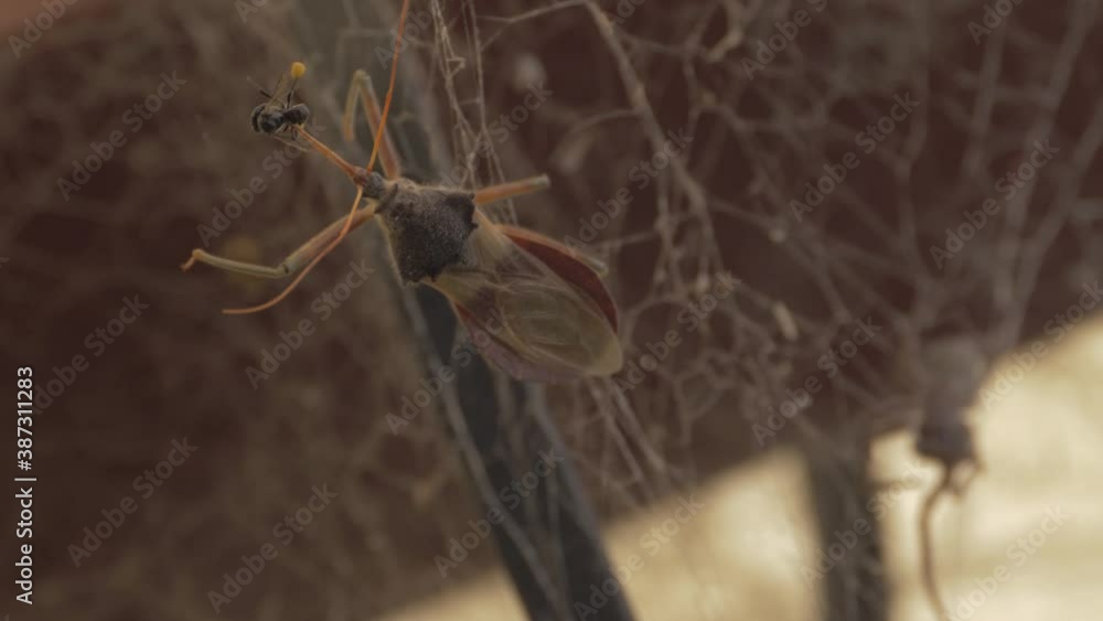 Poster common assassin bug on the spider web with a native australian stingless bee on its rostrum - select