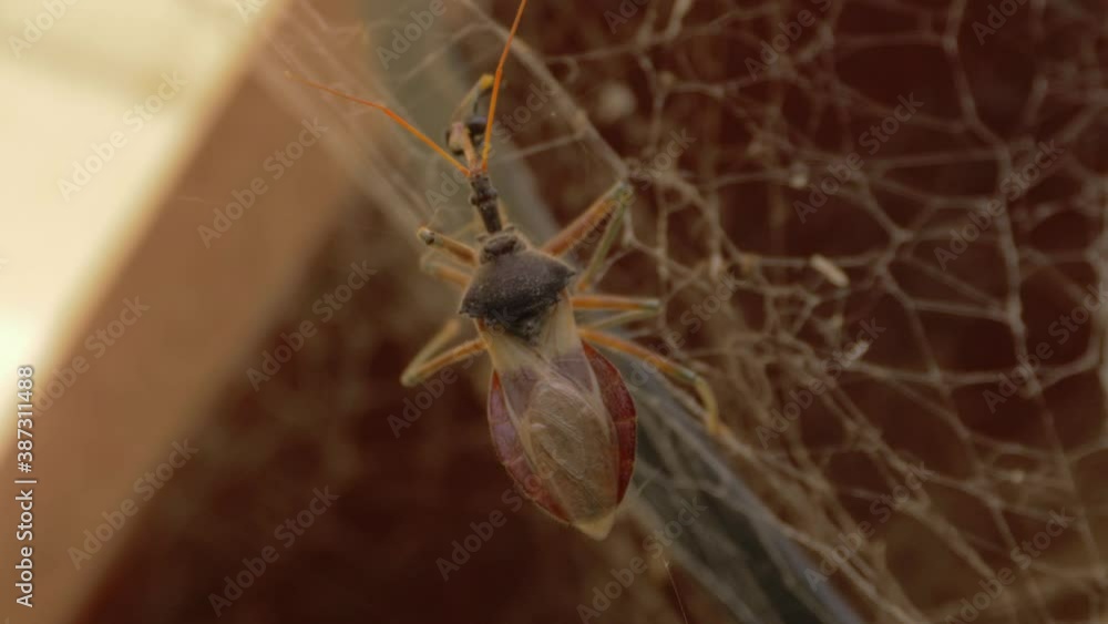 Poster native australian stingless bee being eaten by a common assassin bug on the spider web - close up