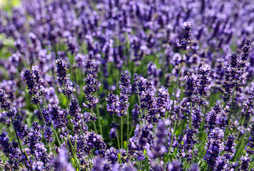  the blooming lavender flowers in Provence, near Sault, France