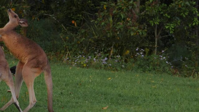 Eastern Grey Kangaroos Fighting With Australasian Swamphen In The Background - Gold Coast, QLD, Australia. - wide shot