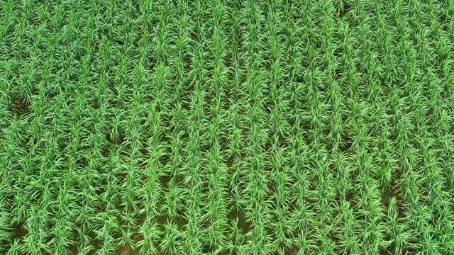 sugarcane plot green grass background arial view footage from drone 