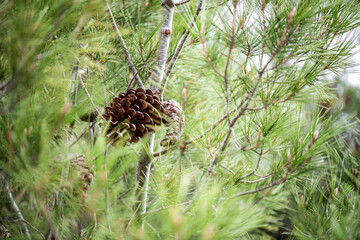 Procesionaria, pino, árbol, monte, piña,piñón, enfermedad, 