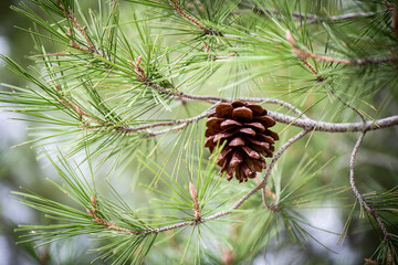 Procesionaria, pino, &aacute;rbol, monte, pi&ntilde;a,pi&ntilde;&oacute;n, enfermedad, 