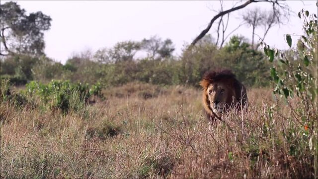 Male lion walking around his territory 
