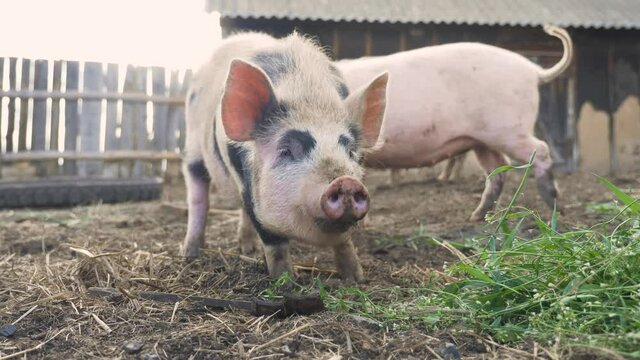 funny pigs sniffing air farming agriculture concept. pig on an old farm. adult lifestyle piglets run in a pen on an old farm