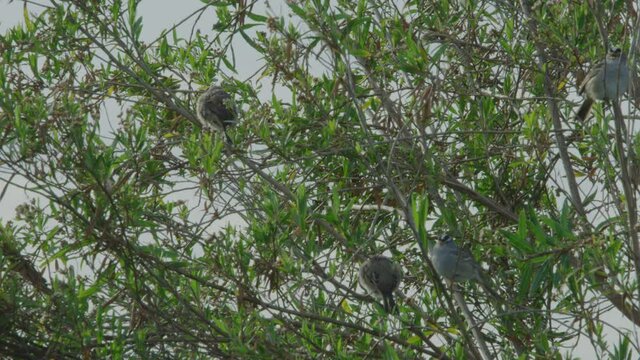 Faimly of Birds in a Tree