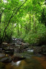 Fototapeta premium stream in the forest