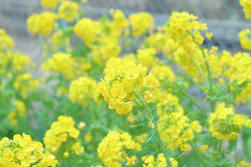 菜の花