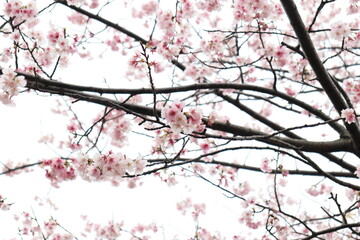 河津桜