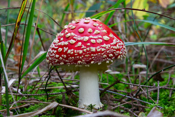 Close up of a fly agaric mushroom, also called Amanita muscaria or Fliegenpilz