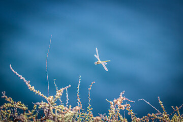 Fototapete bei efototapeten.de bestellen   