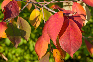 Red cherry leaves on tree branches close-up. Beautiful natural autumn background