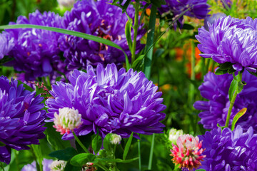 Obraz premium Flowers are purple annual asters, illuminated by the sun, close-up. Selective focus.