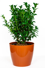 a bush of buxus in a pot isolated on white background, houseplant, interior decor