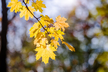 Autumn background-yellow maple leaves in the city Park
