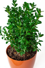 close up top view of a bush of buxus isolated on white background, houseplant, interior decor