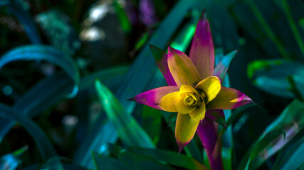 Delicate flower of yellow and purple color on a cactus. Botanical Garden.