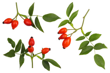 Rose hips isolated on white, top view