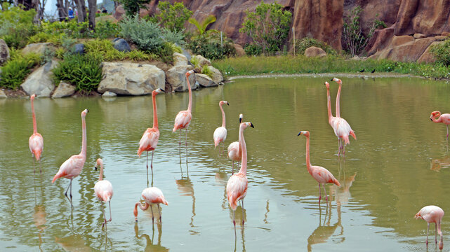Pink flamingos in the lake drink water