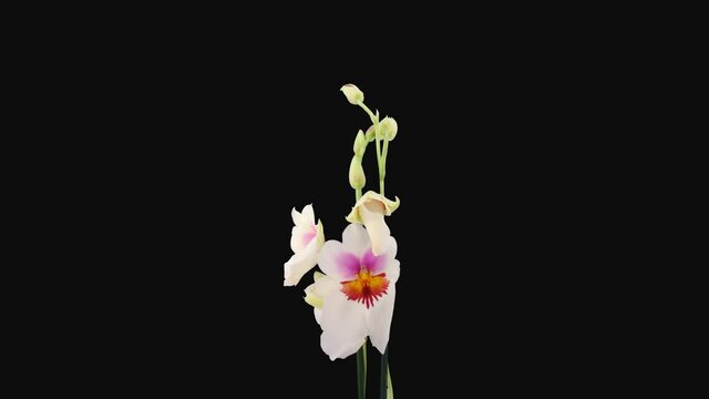 Time-lapse of opening white pink Orchid Miltonia Capitola 1b4 in 4K PNG+ format with ALPHA transparency channel isolated on black background
