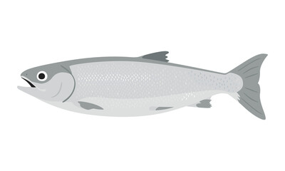 銀鮭のイラスト。お腹がふっくらしてるメスの鮭。