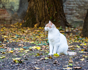 Weisse Katze - Seitenprofil