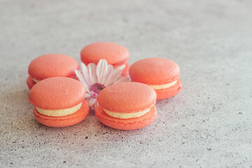 Macaroons. Delicious french desserts. Macaroons on the table. Macaroons with flower