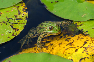 Frosch im Seerosenteich