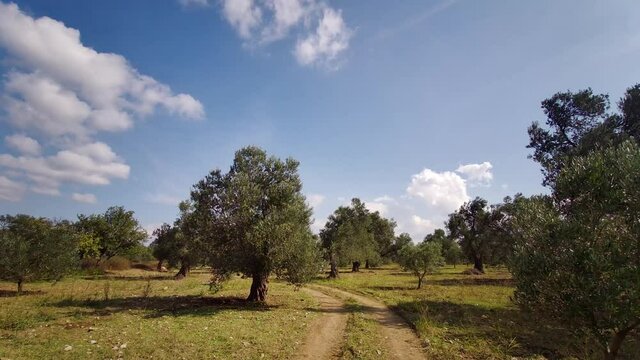 Camera image moving through the trees on a dirt road. Blue sky, clear air.