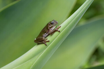 Green Tree Frog Perched on Agave Plant