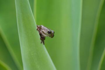 Green Tree Frog Perched on Agave Plant