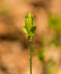 young fresh leaves opening from a bud in spring