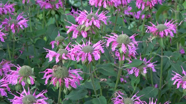 Pink beautiful Monarda blossoms in summer garden