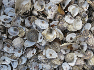 collection of shells of oysters thrown away in a garden