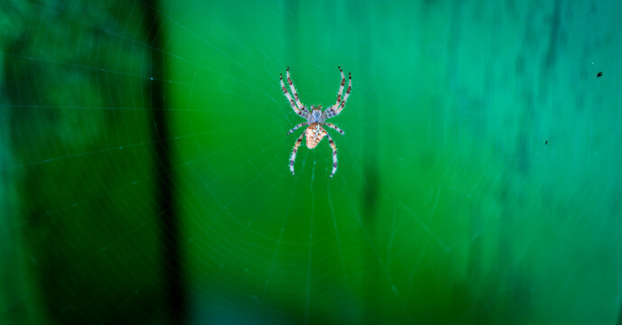 Detail of spider in the center of the spiderweb
