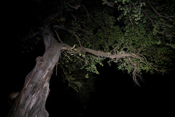 Leopard at night on top of the twisted tree