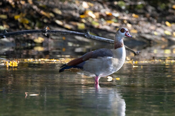 Goose standing in a little pond called Kalscheurer Weiher in Germany at a sunny day in autumn.