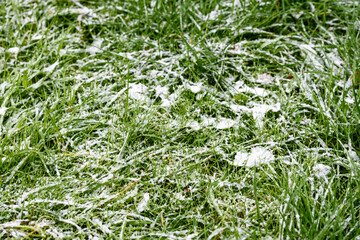 The first snow on the green grass - autumn frosts