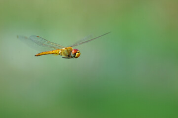 A moment dragonfly is flying