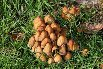Top view of Glistening inkcap mushrooms in the grass, also called Coprinellus micaceus or glimmertintling