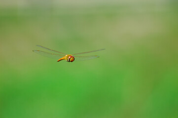 A moment dragonfly is flying