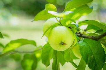 green apples on a tree