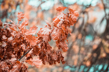 Colorful autumn maple leaves on a tree branch
