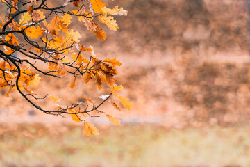 Colorful autumn maple leaves on a tree branch