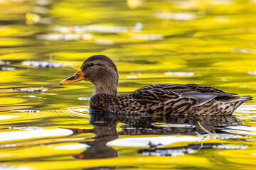 A female duck swimming on a little pond called Kalscheurer Weiher in Germany at a sunny day in autumn.