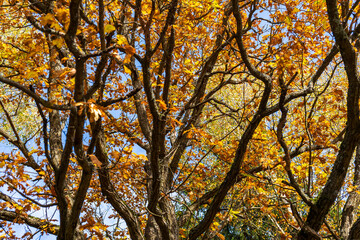 Dark oak branches with yellow golden leaves in autumn