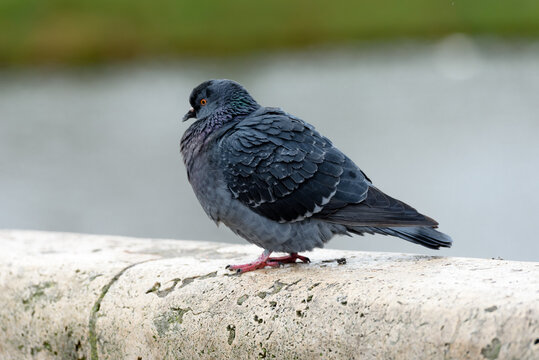 Lonely pigeon on asphalt in a city park.