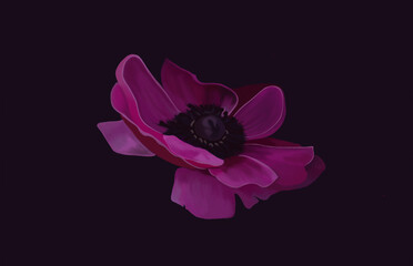 pink flower isolated on black