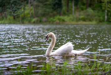 Elegant white mute swan swimming in a blue lake on a cold sunny day, wind making waves, reflection in the water