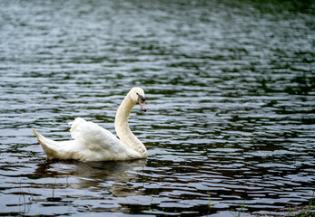 Elegant white mute swan swimming in a blue lake on a cold sunny day, wind making waves, reflection in the water